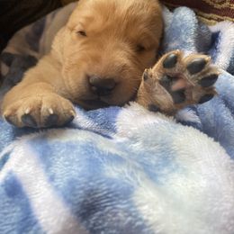 Labrador Retriever Puppies from Spring Water Labs of the Carolinas