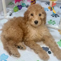 Phoneix - Apricot female Goldendoodle puppy in Yuciapa, California from AlltheDoodlez_