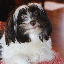 Havanese from Leatherwood Havanese
