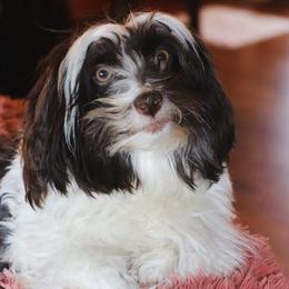 Havanese from Leatherwood Havanese