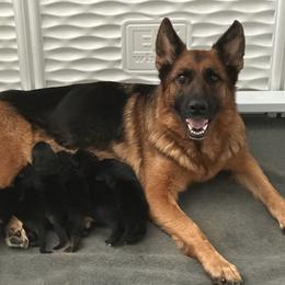 Ava - Black and red female German Shepherd puppy in Chico, California from Bidwell Knight Shepherds
