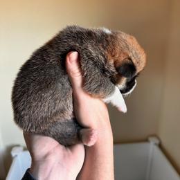 Pembroke Welsh Corgi Puppies from Hansen Corgis