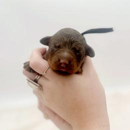 Dubia - Phantom male Goldendoodle puppy in North Carolina from Tuxedo Mountain Doodles