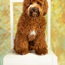 Theo - Australian Labradoodle