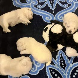 West Highland White Terrier Puppies from Judith's West Highland White Terriers