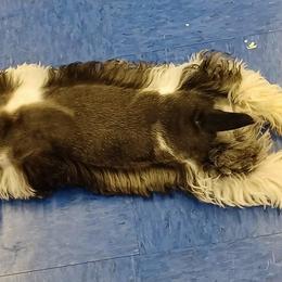 Miniature Schnauzer All Grown Up from hallie lively