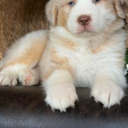 Capri-has tail-many videos - Red merle female Australian Shepherd puppy in Troy, South Carolina from Australian Shepherds of 3/W Farms