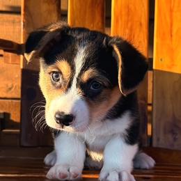 Butch - Black and tan male Pembroke Welsh Corgi puppy in El Dorado Springs, Missouri from Trixie Dixie