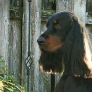 Gordon Setters from Willow Glen Gordon Setters