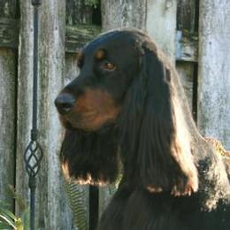 Gordon Setters from Willow Glen Gordon Setters