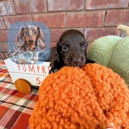 Cocoa - Chocolate male Dachshund puppy in Adamsville, Tennessee from Shiloh Ridge Dachshunds