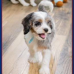 Nate - Merle male Cockapoo puppy in Connersville, Indiana from Deaz Doodle Ranch