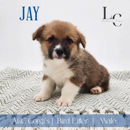 Jay - Red male Pembroke Welsh Corgi puppy in Pine Village, Indiana from NL Horsemanship