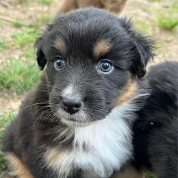 Sasha - Black tri-color female Australian Shepherd puppy in Scottsville, Virginia from Cedar Creek Aussies