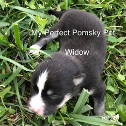 Pomsky Puppies from My Perfect Pomsky Pet