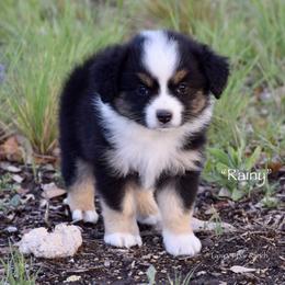 Rainy - Black tri female Miniature Australian Shepherd puppy in Evant, Texas from Lazy VT Bar Ranch