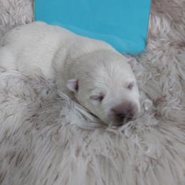 Blue Boy - White male West Highland White Terrier puppy in Macy, Indiana from Country Grove Breeding LLC