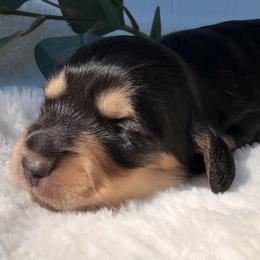 Black and Cream - Black and cream female Dachshund puppy in Nampa, Idaho from Long_and_Low_Dachshunds