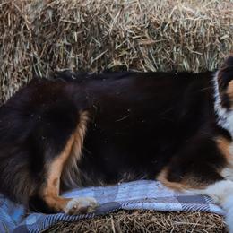 Australian Shepherds from Small Town Australian Shepherds