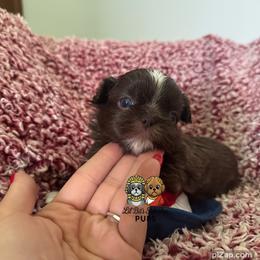 Waffles - Chocolate male Shih Tzu puppy in Walkertown, North Carolina from Lil’ Bit’s Shih Tzu