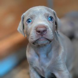 Silver girl 5 - Silver gray female Weimaraner puppy in Rancho Cucamonga, California from Freehart's Weimaraners