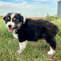 Eden - Black tri-color female Australian Shepherd puppy in Wauneta, Nebraska from 4H Aussies