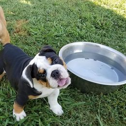 Bulldogs from Vermillion Bulldogs