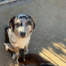 Raider - Blue merle male Australian Shepherd puppy in Murrieta, California from So Fetch Aussies