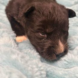 Indiana - Agouti and white female Siberian Husky puppy in London, Ohio from Rose Trail Siberian’s