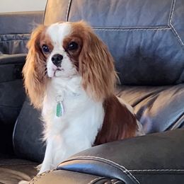 Charley - Cavalier King Charles Spaniel
