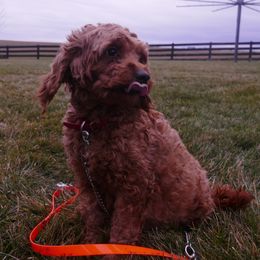Cavapoos from Miller Cavapoos