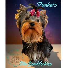 Boy 2 - male Yorkshire Terrier puppy in Northville, Michigan from StarBornYorkies, LLC