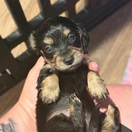 Sydney - Black and cream female Dachshund puppy in Hornbeck, Louisiana from A&Z Mini Dachshunds