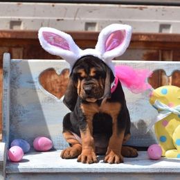 American Bully and Bloodhound Puppies from Blue Collar Kennelz Bloodhounds and American Bullies