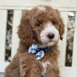 Yogi-Navy blue collar male - Red  male Goldendoodle puppy in Yuciapa, California from AlltheDoodlez_