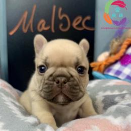 Malbec - Fawn male French Bulldog puppy in Bowman, Georgia from Companion Creek Farm