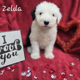 Nora - Gray and white female Old English Sheepdog puppy in Sutherlin, Oregon from Sapphire Eyes Sheepdogs