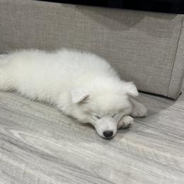Samoyed Puppies from Sugar Sweet Samoyeds