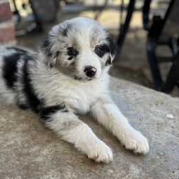Australian Shepherd and Border Collie Puppies from Smothermon Livestock