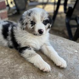 Australian Shepherd and Border Collie Puppies from Smothermon Livestock