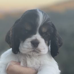 Kona - Brown white and tan Cocker Spaniel puppy in Escondido, California from B-Cubed Cockers