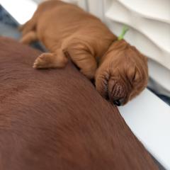 Green boy - Chestnut male Irish Setter puppy in West Haven, Utah from McClellan Setters