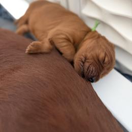 Green boy - Chestnut male Irish Setter puppy in West Haven, Utah from McClellan Setters