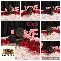 Cleo - Black and tan female Dachshund puppy in Durant, Oklahoma from Big Creek Mini Dachshund