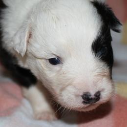 Pringles - Black tri-color female Australian Shepherd puppy in Laurel, Mississippi from Reeves Australian Shepherds