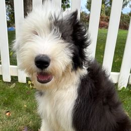 Old English Sheepdogs from Shawn's Old English Sheepdogs