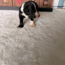Iron man - Black and white male Bernedoodle puppy in Luana, Iowa from Country View Bernedoodles and Goldendoodles