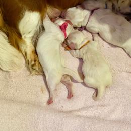 Purple collar - Dapple male Dachshund puppy in Jacksonville, Florida from Little Lords & Ladies Dachshunds