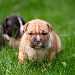 American Staffordshire Terrier Puppies from America's Best