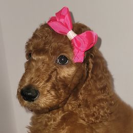 Goldendoodles from Boondock Kennel